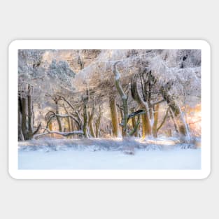 Winter wonderland Sticker